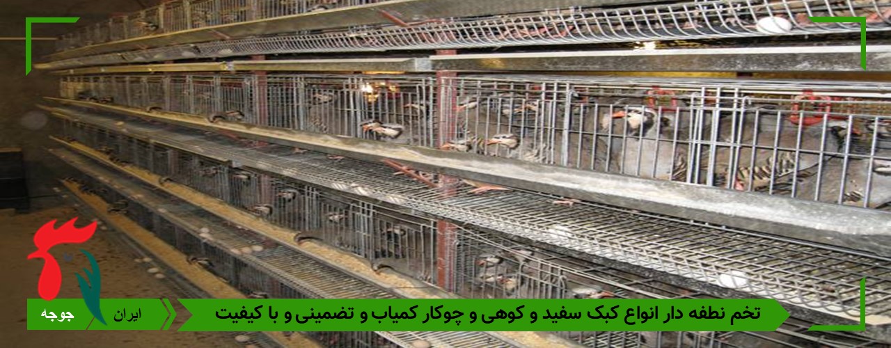 خرید تخم کبک