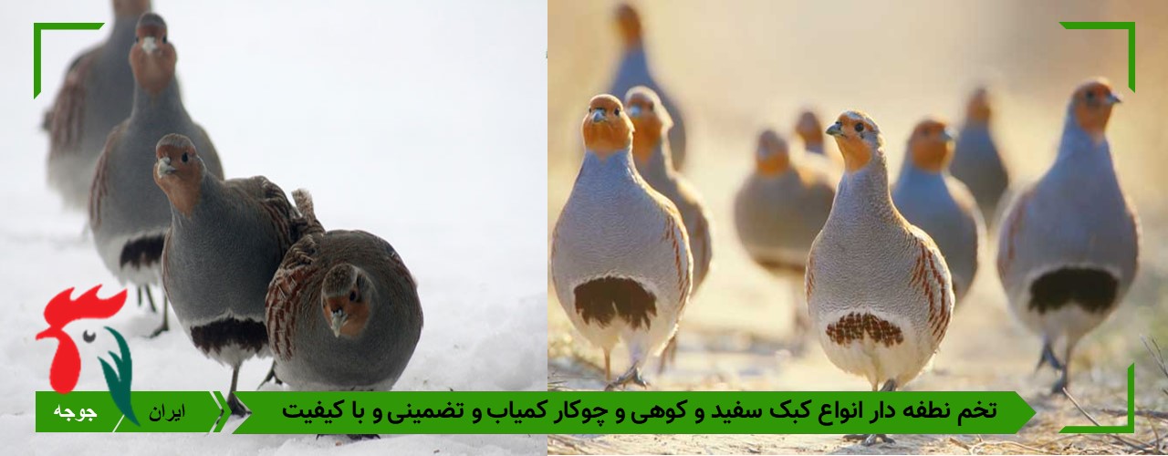 تخم انواع کبک