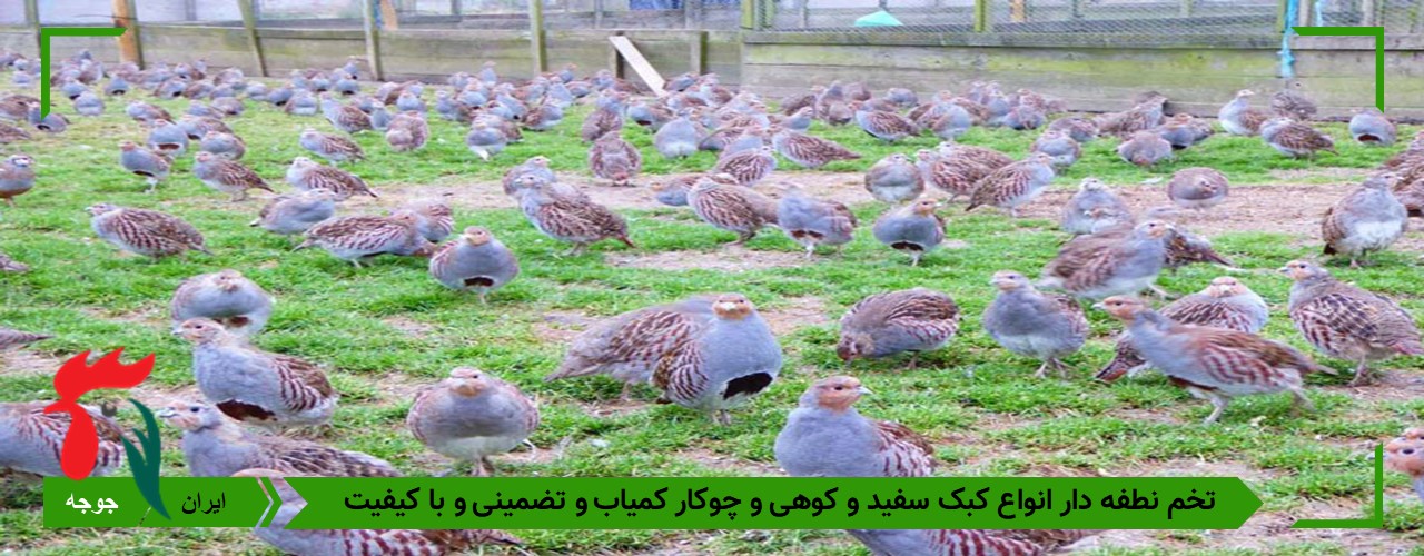 تخم کبک سفید