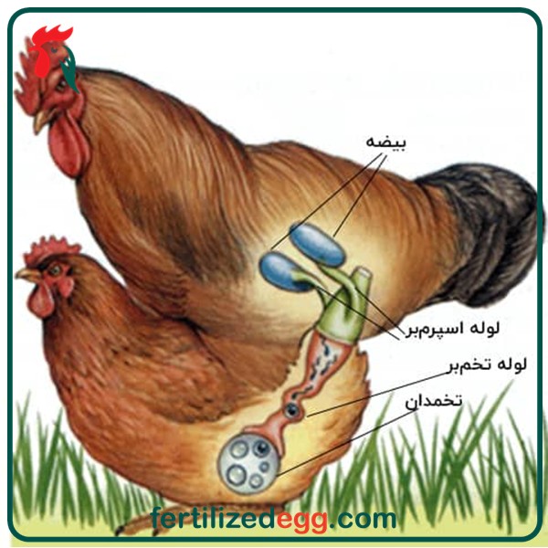تولید کردن مرغ و خروس اصول