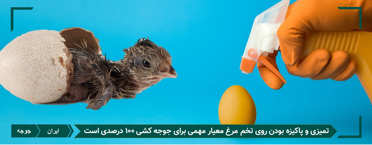 چرا باید تخم مرغ تمیز باشد قبل از جوجه کشی 