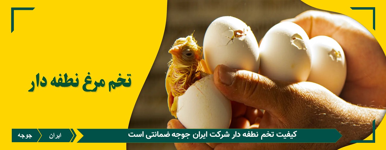 خرید تخم نطفه دار 