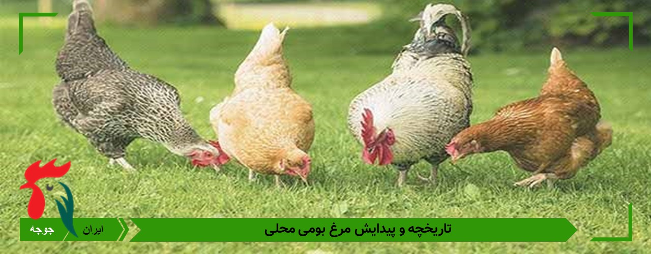 تاریخچه مرغ بومی 