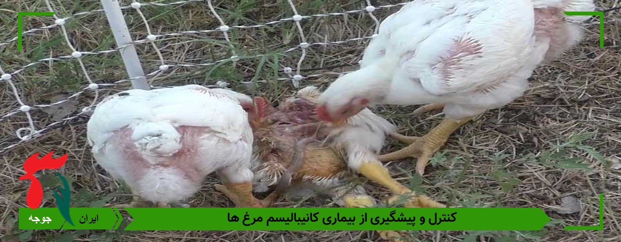 کنترل بیماری های کانیبالیسم در طیور 