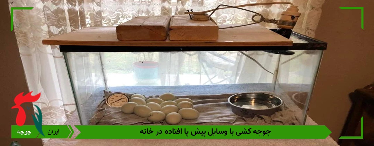 جوجه درآوری در خانه