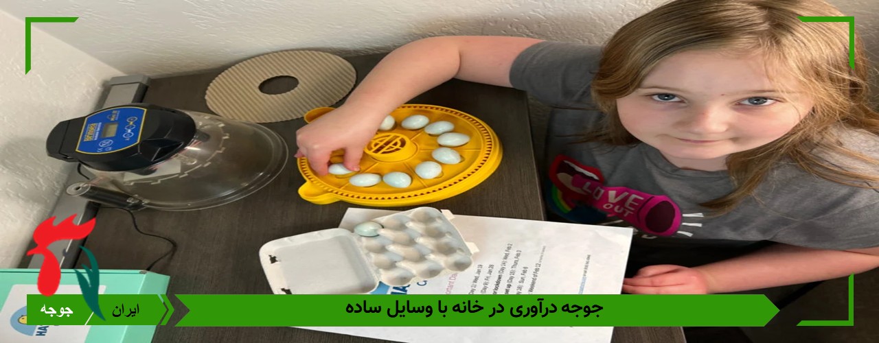 جوجه کشی در خانه